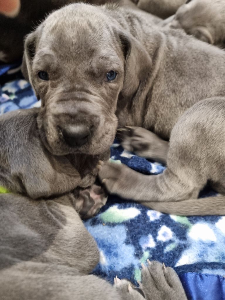 Des Sables De Dunes - Chiots disponibles - Dogue allemand