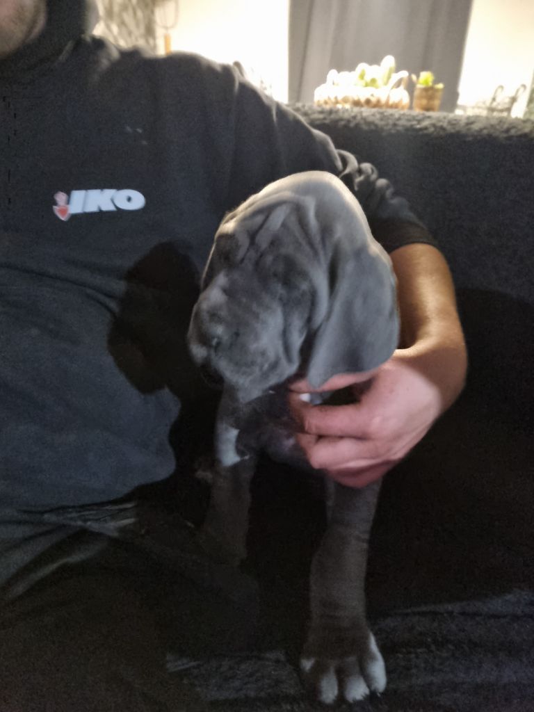 Des Sables De Dunes - Chiots disponibles - Dogue allemand