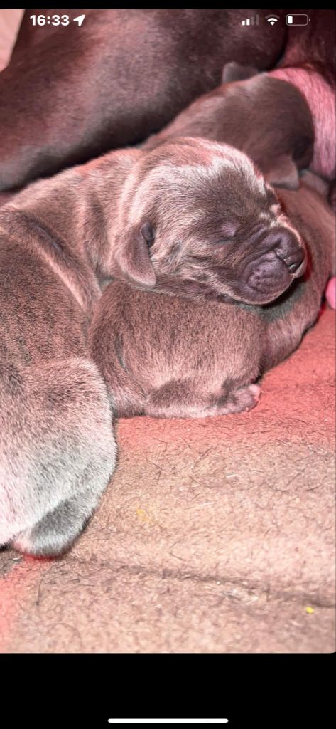 Des Sables De Dunes - Chiots disponibles - Dogue allemand